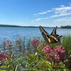 Landowners are abuzz with helping pollinators