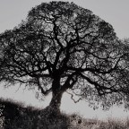 “For there was the Tree.”