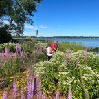 Minnesota’s vanishing shorelines – and what we can do about it