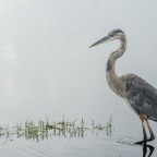 Restoring one of nature’s ‘storm drains’